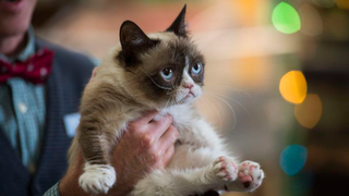 Grumpy Cat is joining the cast of <i>Cats</i> for one night only